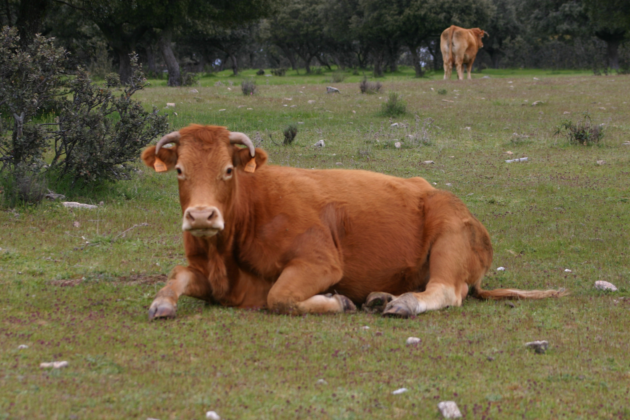 Purdom blog: brown cow